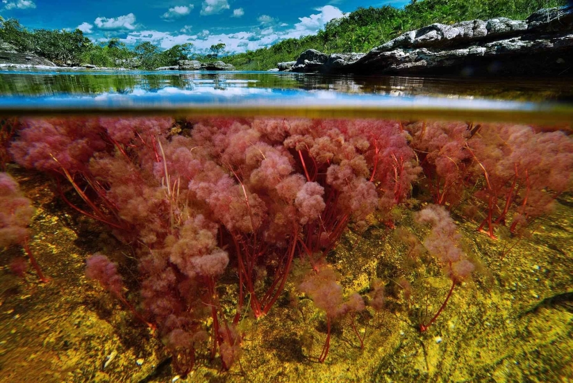 Canio Cristales-el río más hermoso de la Tierra