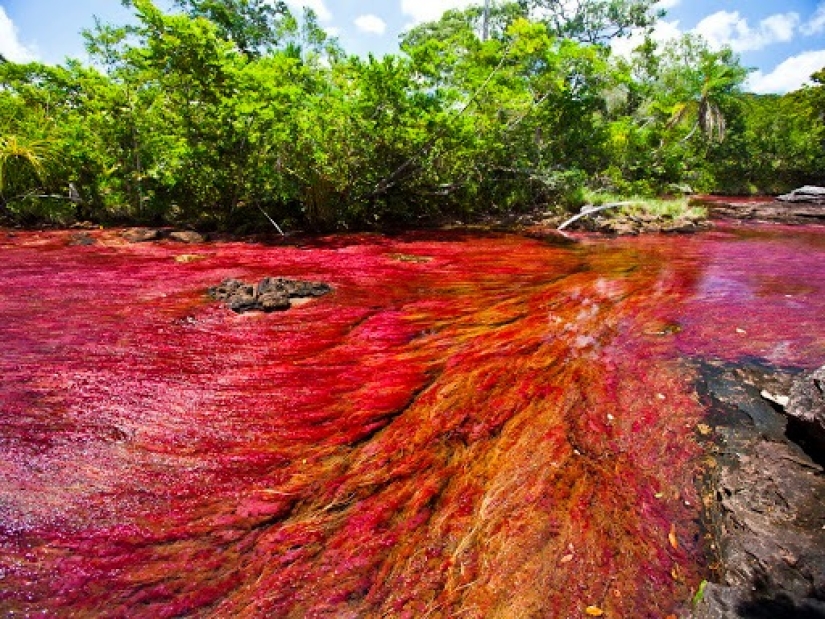 Canio Cristales-el río más hermoso de la Tierra