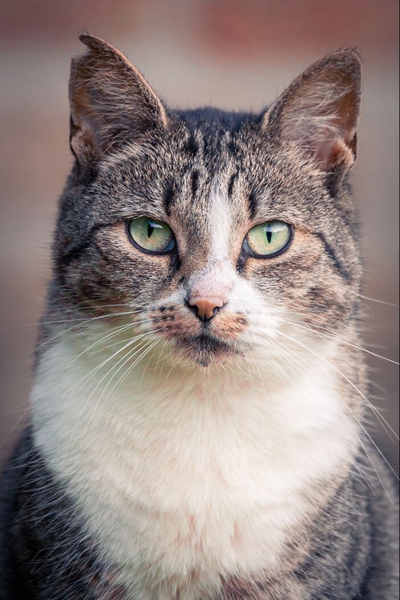 Capturé 15 retratos de gatos que muestran las vidas ocultas de los felinos en mi vecindario