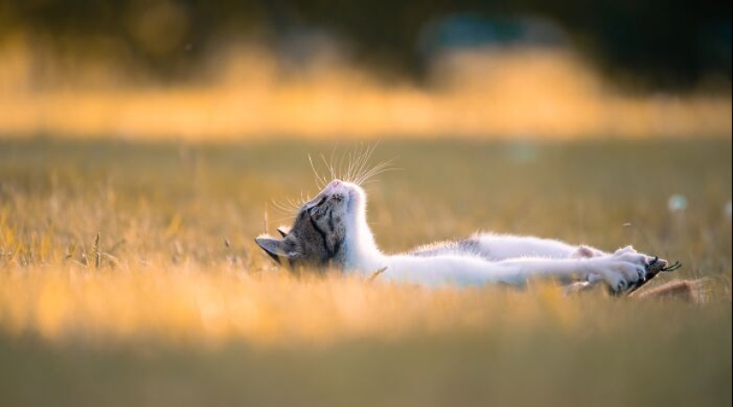 Capturé 15 retratos de gatos que muestran las vidas ocultas de los felinos en mi vecindario