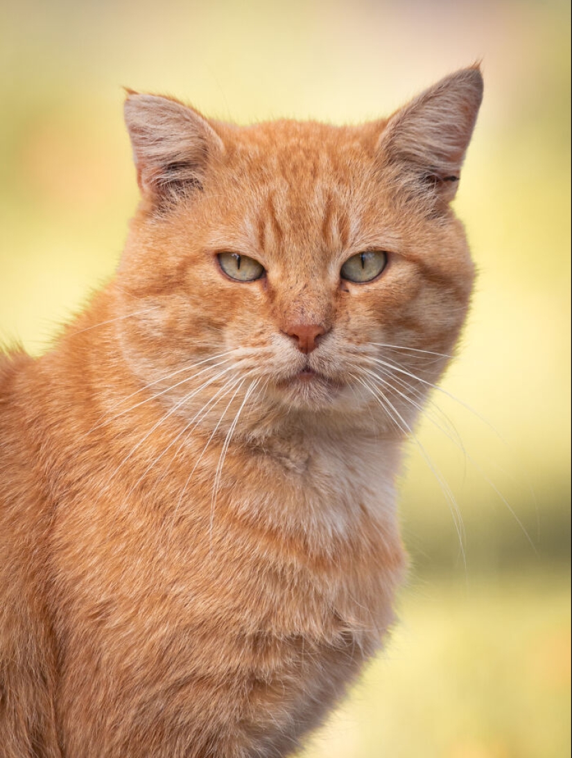 Capturé 15 retratos de gatos que muestran las vidas ocultas de los felinos en mi vecindario