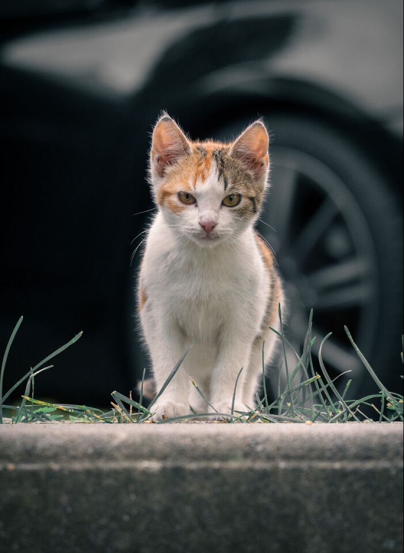 Capturé 15 retratos de gatos que muestran las vidas ocultas de los felinos en mi vecindario