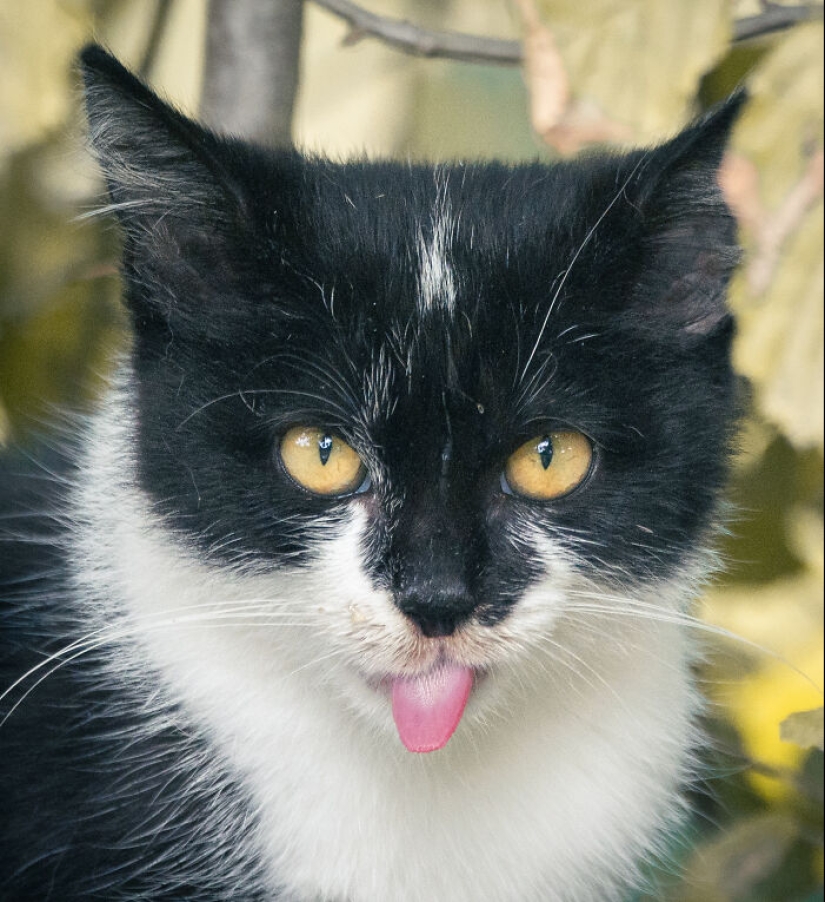 Capturé 15 retratos de gatos que muestran las vidas ocultas de los felinos en mi vecindario