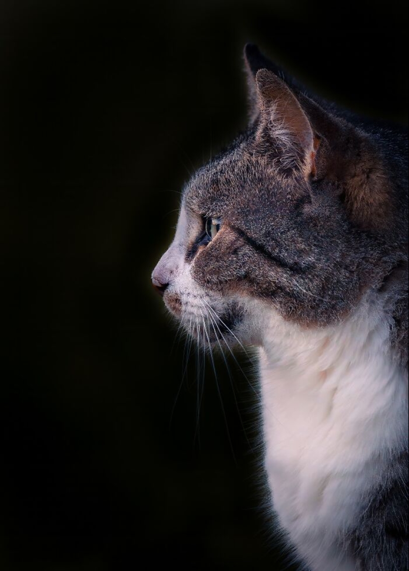 Capturé 15 retratos de gatos que muestran las vidas ocultas de los felinos en mi vecindario