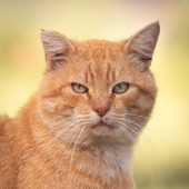 Capturé 15 retratos de gatos que muestran las vidas ocultas de los felinos en mi vecindario