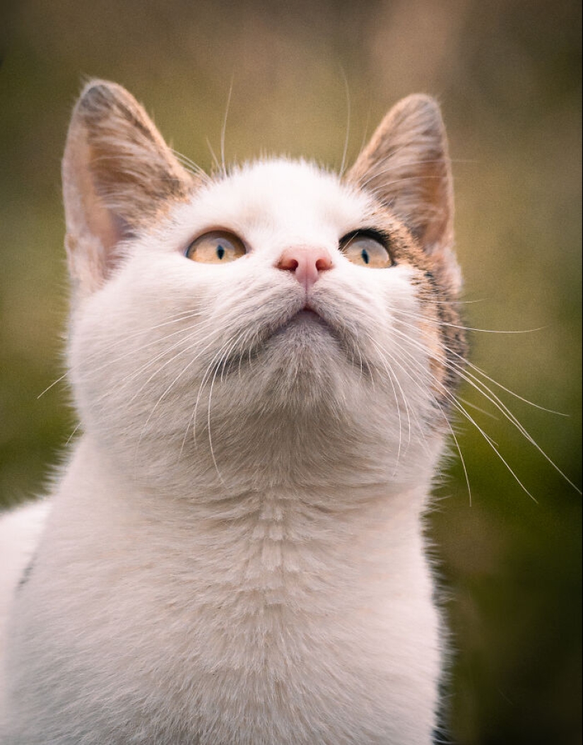 Capturé 15 retratos de gatos que muestran las vidas ocultas de los felinos en mi vecindario