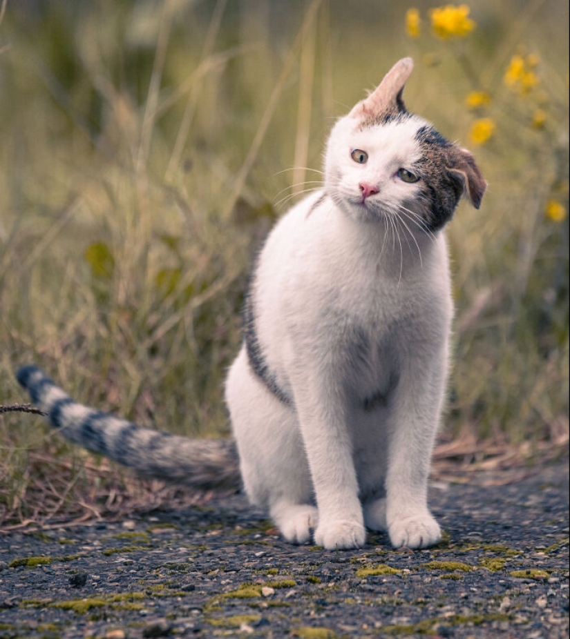 Capturé 15 retratos de gatos que muestran las vidas ocultas de los felinos en mi vecindario