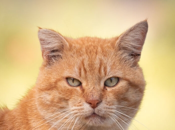 Capturé 15 retratos de gatos que muestran las vidas ocultas de los felinos en mi vecindario