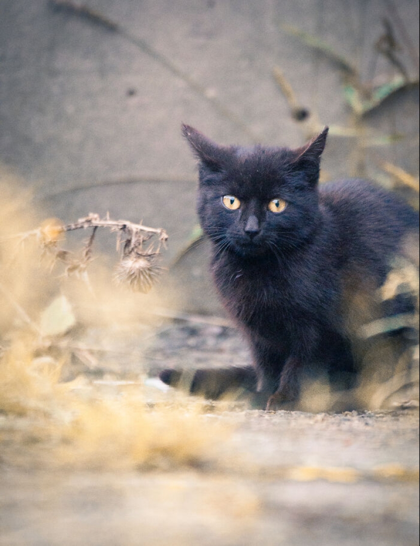 Capturé 15 retratos de gatos que muestran las vidas ocultas de los felinos en mi vecindario