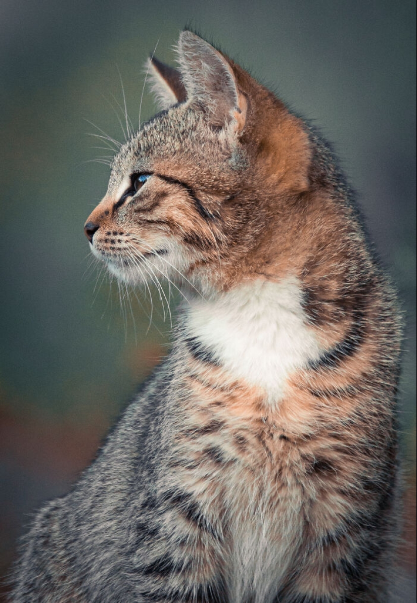 Capturé 15 retratos de gatos que muestran las vidas ocultas de los felinos en mi vecindario