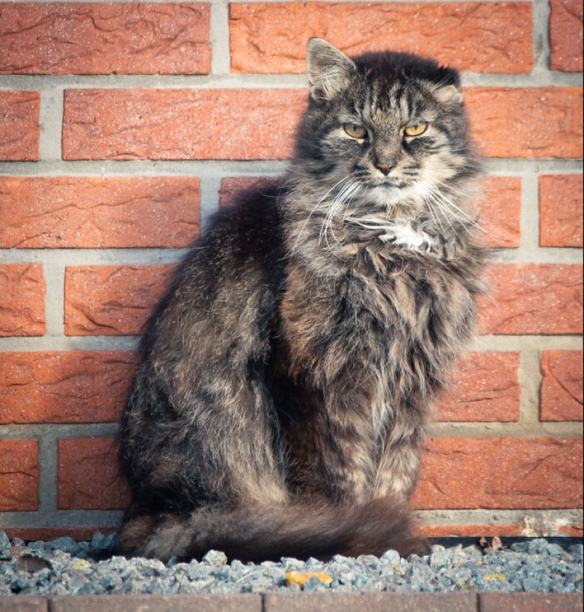 Capturé 15 retratos de gatos que muestran las vidas ocultas de los felinos en mi vecindario