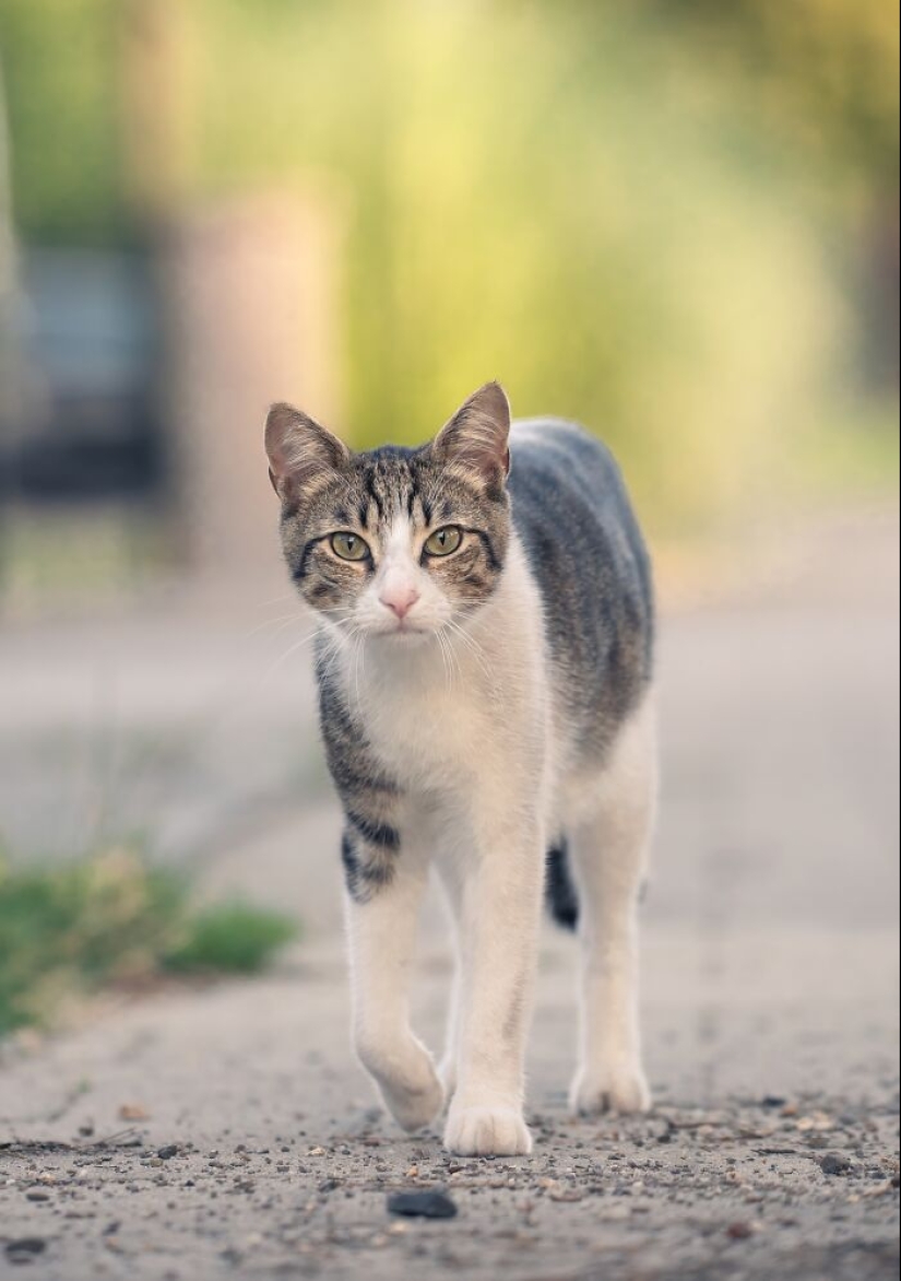 Capturé 15 retratos de gatos que muestran las vidas ocultas de los felinos en mi vecindario