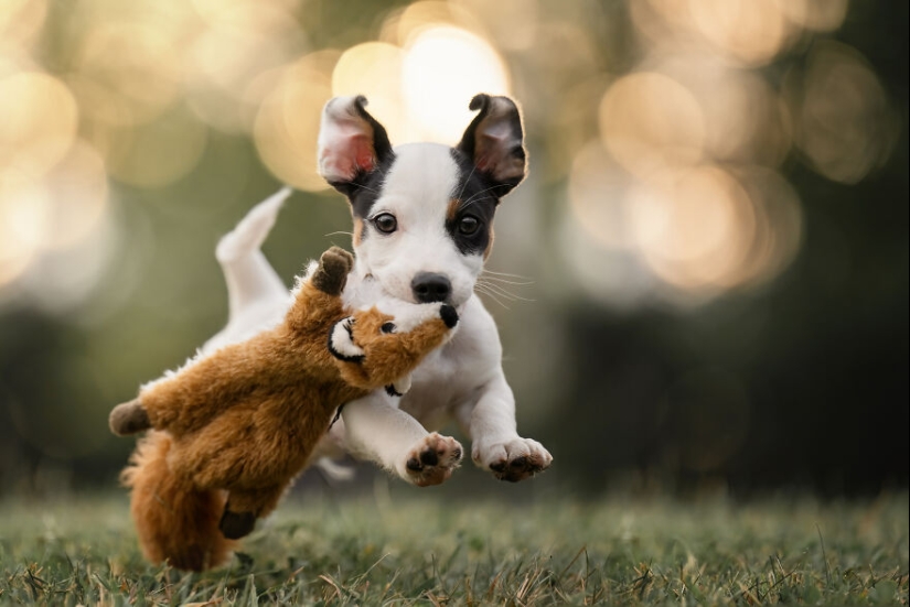 Capturé perros huyendo y los resultados son las caras de alegría más adorables