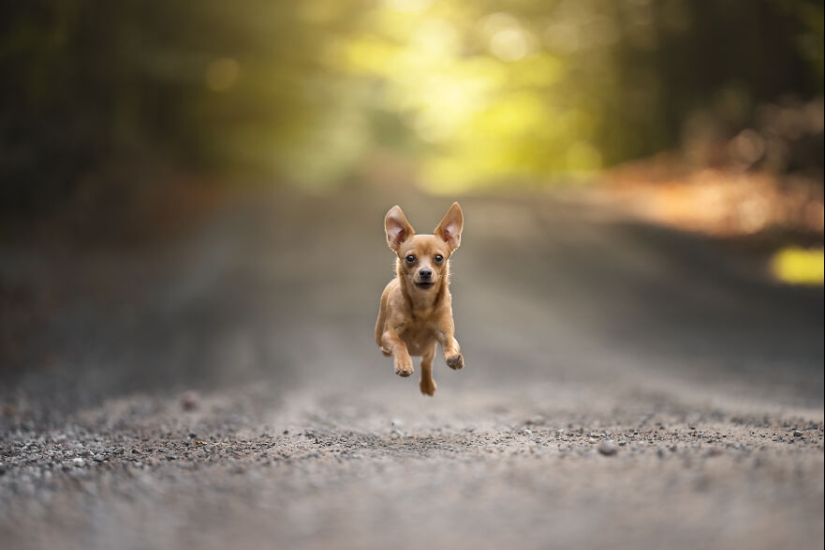 Capturé perros huyendo y los resultados son las caras de alegría más adorables