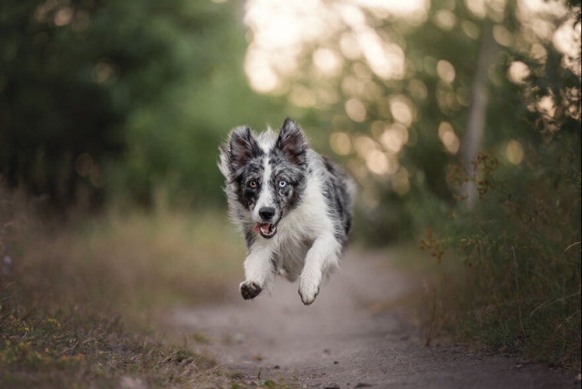 Capturé perros huyendo y los resultados son las caras de alegría más adorables