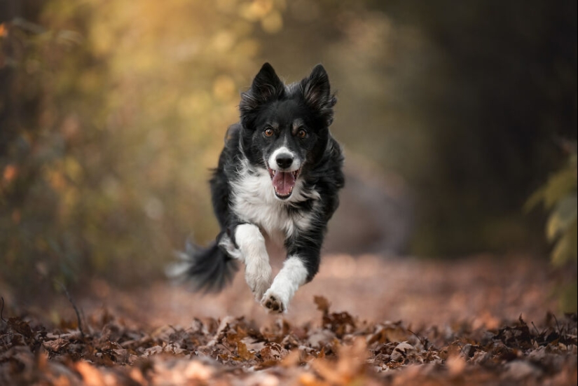 Capturé perros huyendo y los resultados son las caras de alegría más adorables