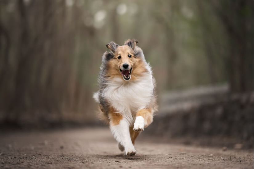 Capturé perros huyendo y los resultados son las caras de alegría más adorables