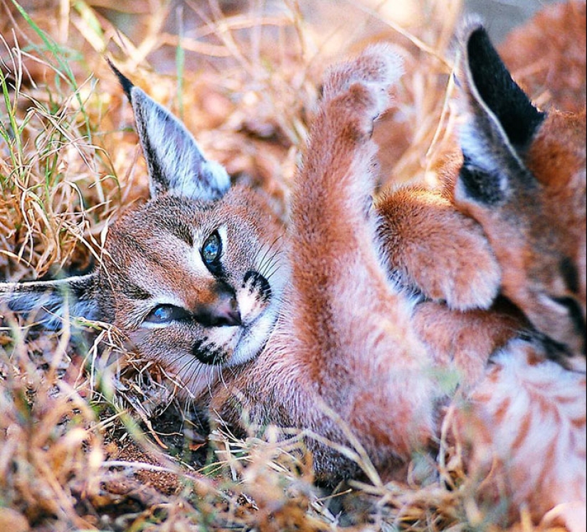 Caracals are the cutest and most beautiful among cats