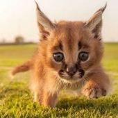 Caracals are the cutest and most beautiful among cats