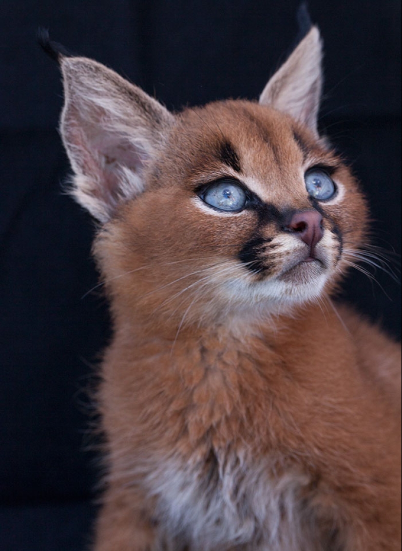 Caracals are the cutest and most beautiful among cats