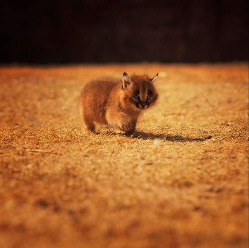 Caracals are the cutest and most beautiful among cats