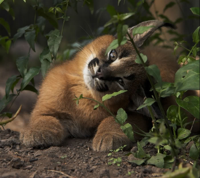 Caracals are the cutest and most beautiful among cats