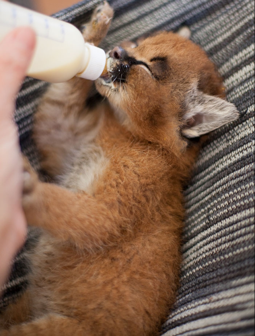 Caracals are the cutest and most beautiful among cats