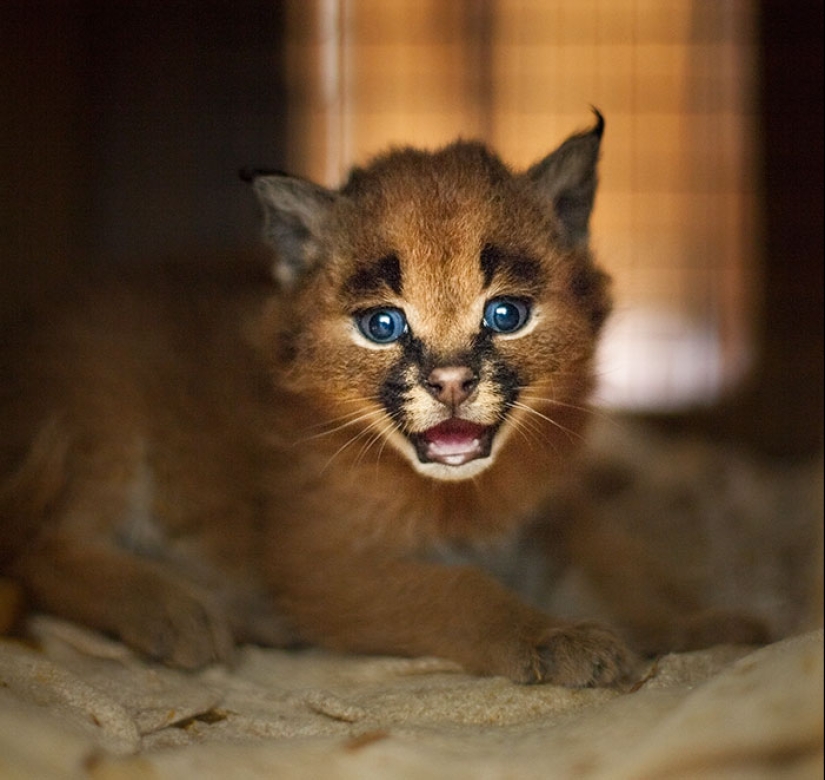 Caracals are the cutest and most beautiful among cats