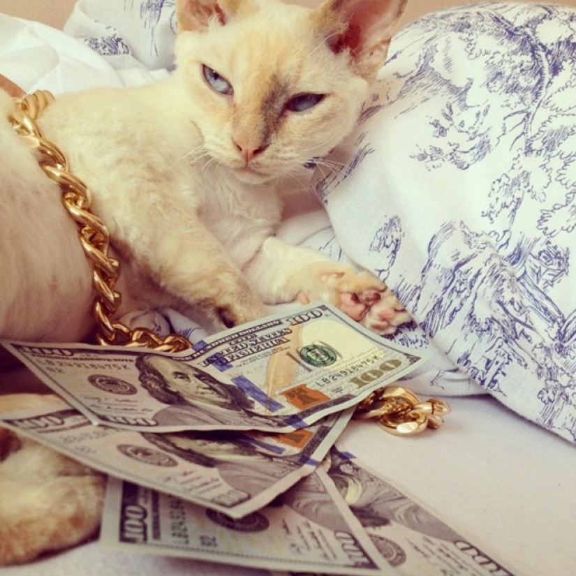 Cards, money, two barrel: 20 gangsteritto photos from instagram