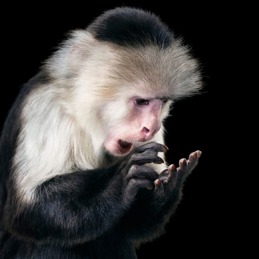 Casi como personas. Animales en imágenes por Tim Flach