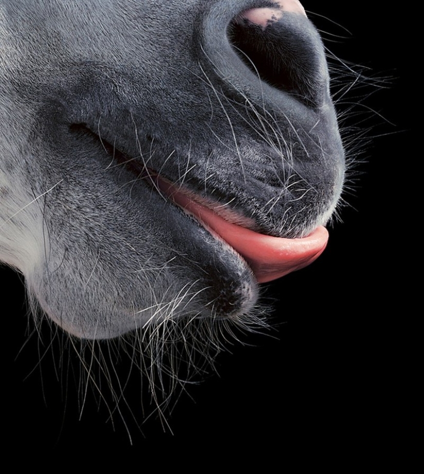 Casi como personas. Animales en imágenes por Tim Flach