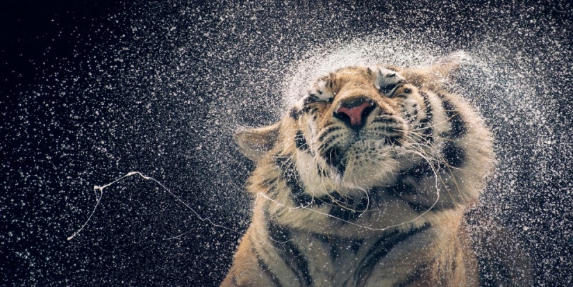 Casi como personas. Animales en imágenes por Tim Flach