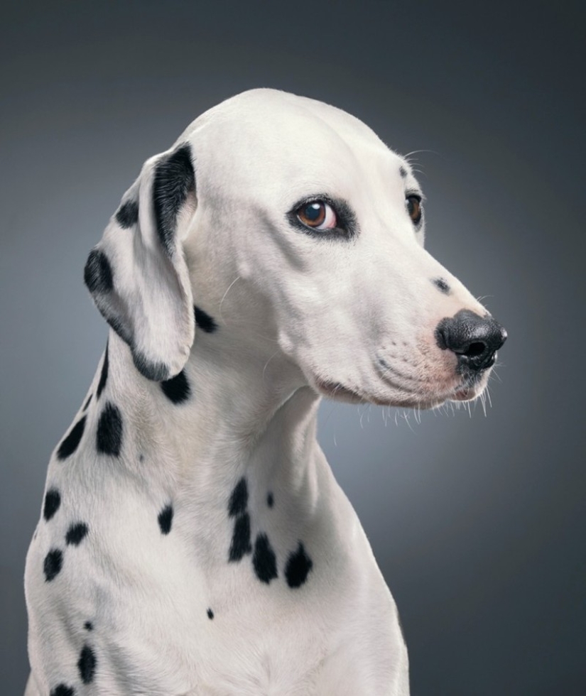 Casi como personas. Animales en imágenes por Tim Flach