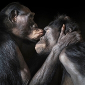 Casi como personas. Animales en imágenes por Tim Flach