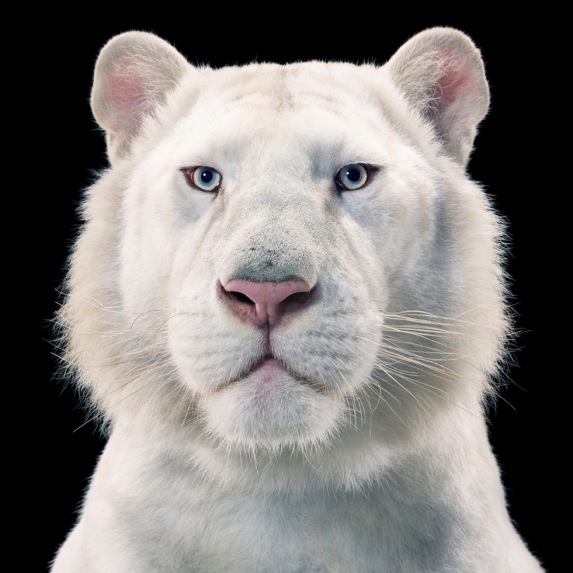 Casi como personas. Animales en imágenes por Tim Flach