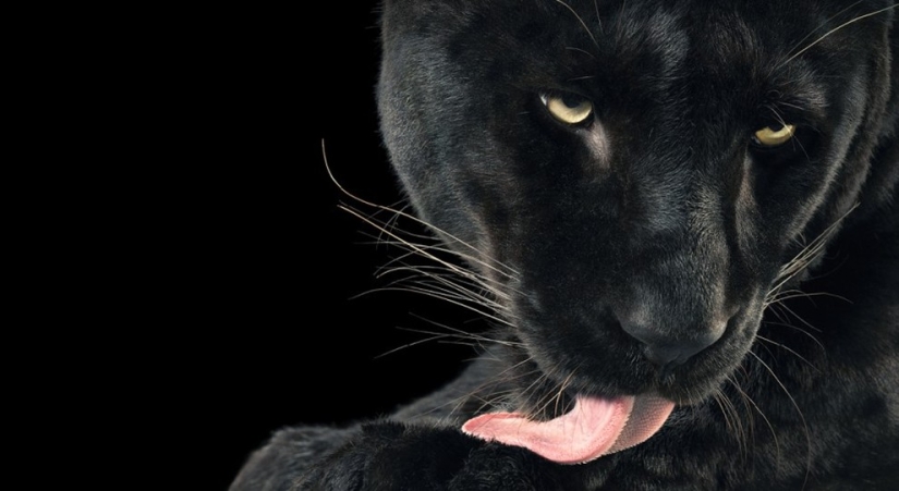 Casi como personas. Animales en imágenes por Tim Flach