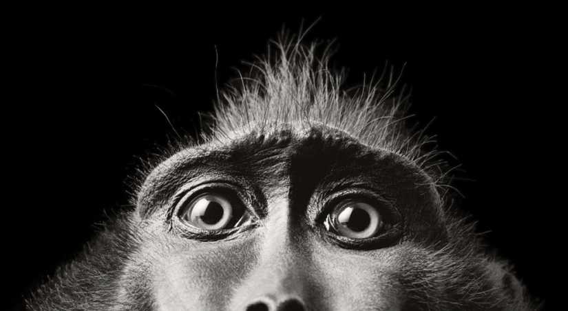 Casi como personas. Animales en imágenes por Tim Flach