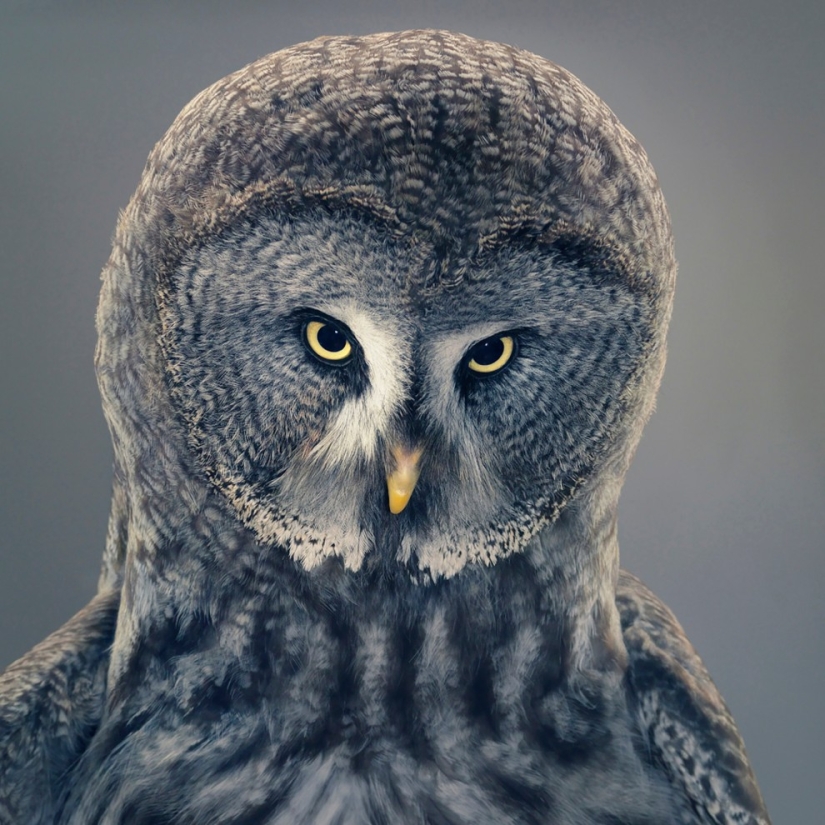 Casi como personas. Animales en imágenes por Tim Flach