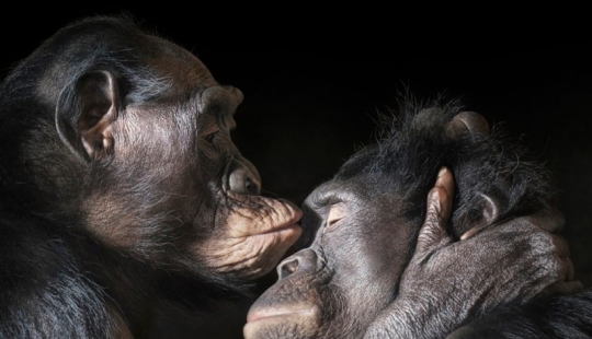 Casi como personas. Animales en imágenes por Tim Flach