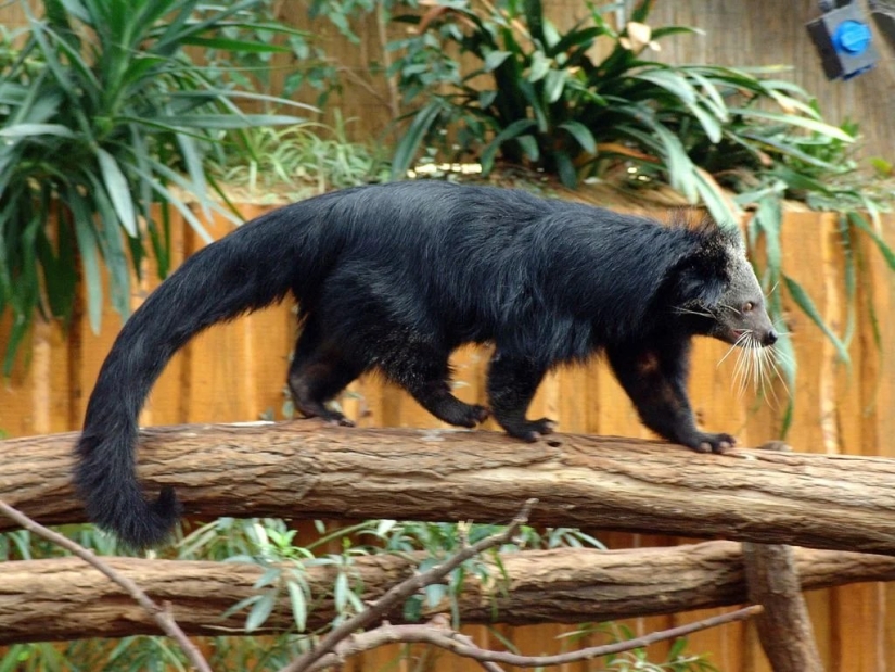 "Cat bears" binturongi — how is the strange beast smelling of popcorn