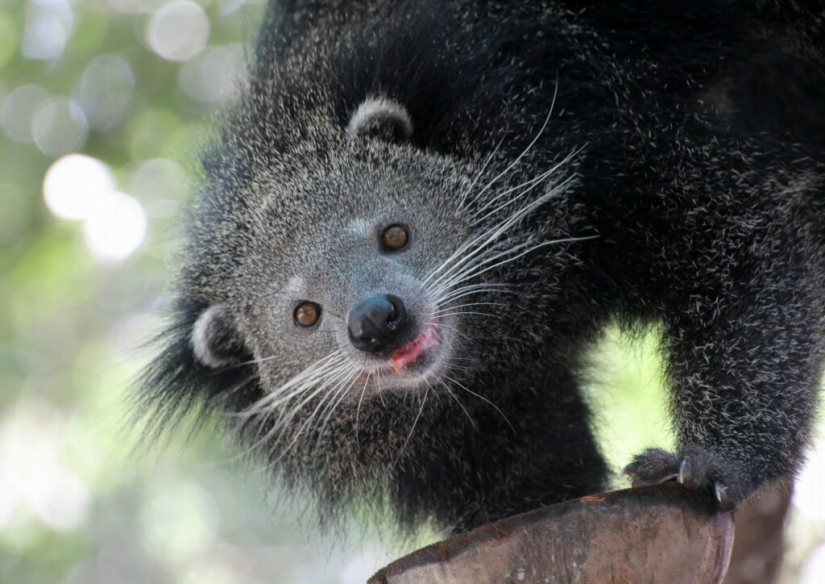 "Cat bears" binturongi — how is the strange beast smelling of popcorn