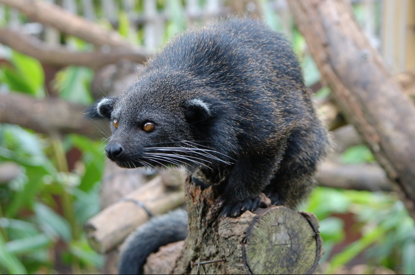 "Cat bears" binturongi — how is the strange beast smelling of popcorn