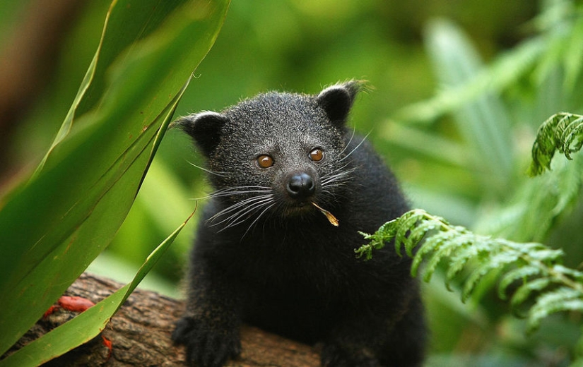 "Cat bears" binturongi — how is the strange beast smelling of popcorn