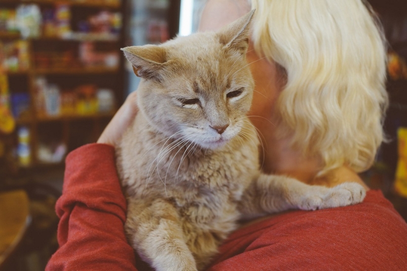 Cat facts. About what you did not know about mustachioed pets!