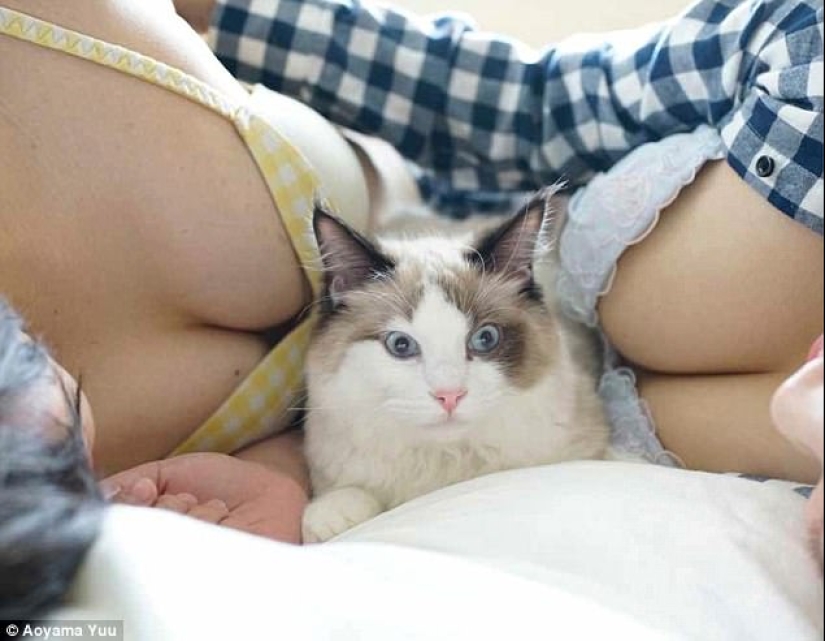 Cats and Breasts: A Soothing Album by a Japanese Photographer