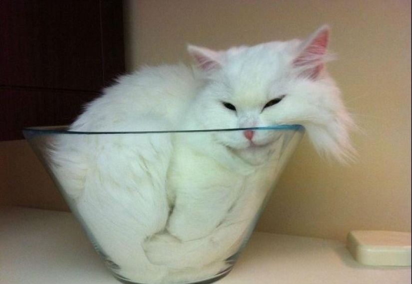 Cats are liquid, there is evidence