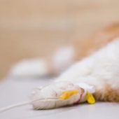 Cats have their own AIDS, which is called VIC