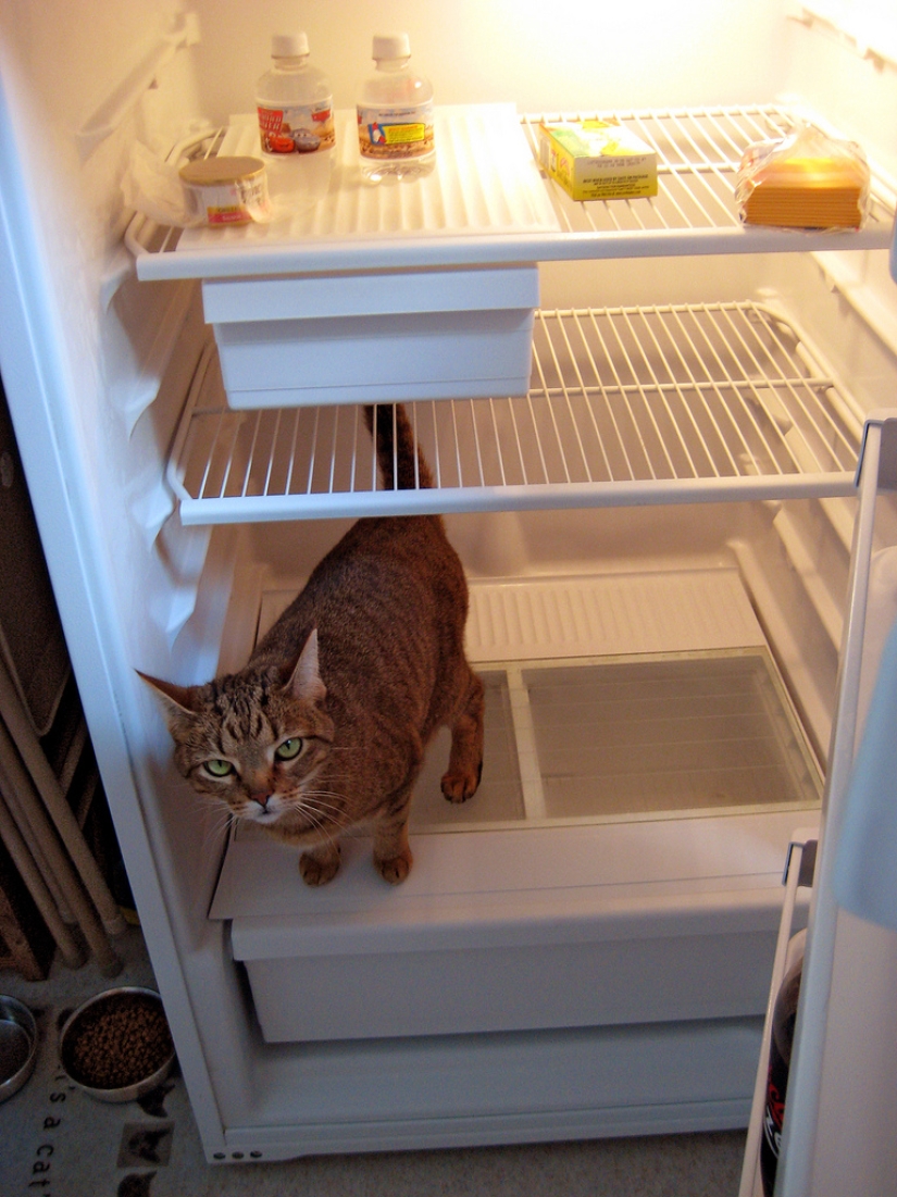 Cats in refrigerators