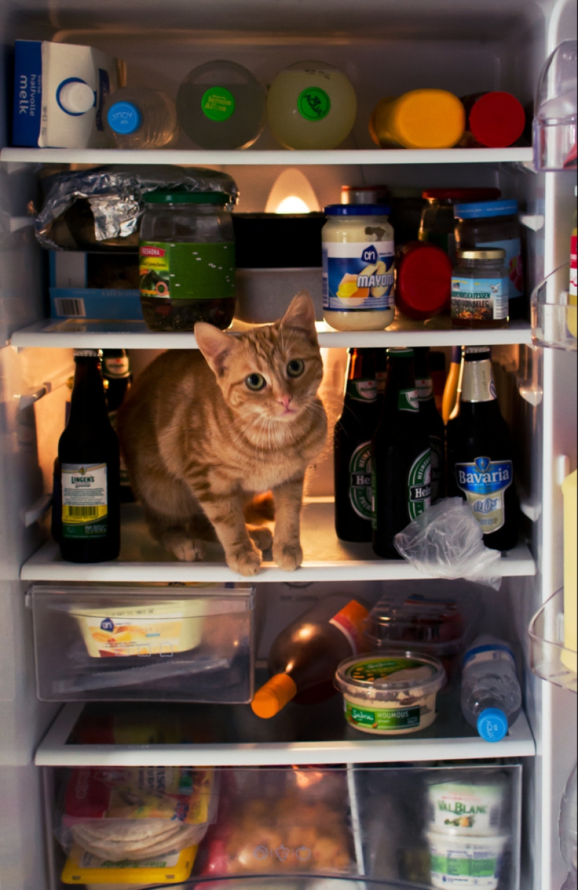 Cats in refrigerators