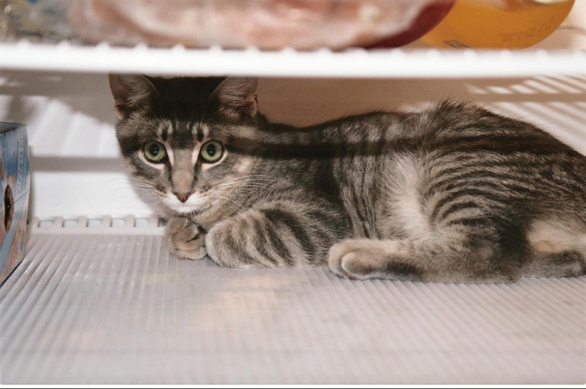 Cats in refrigerators